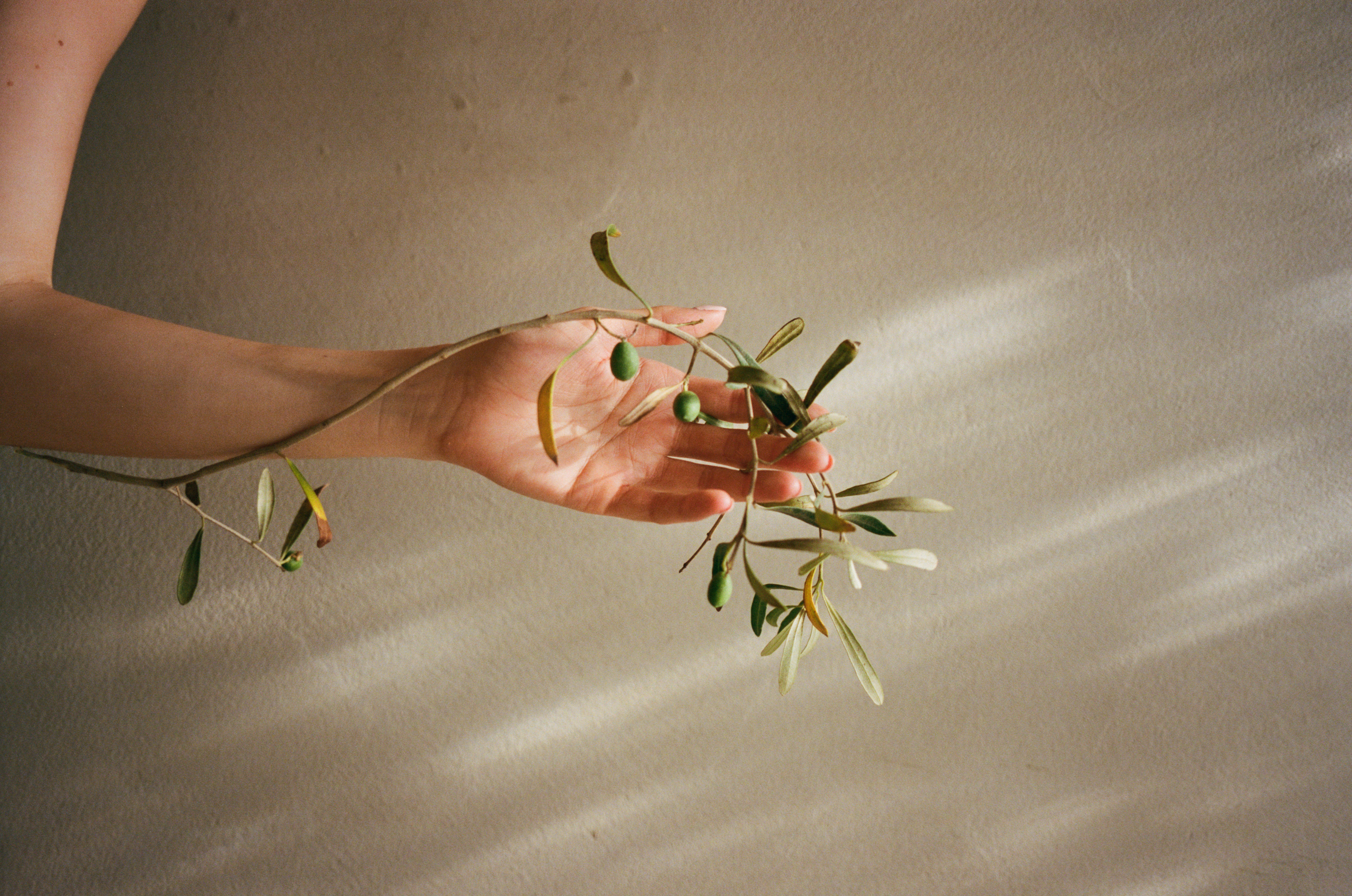 ELEUSIA Olive Oil Ingredients